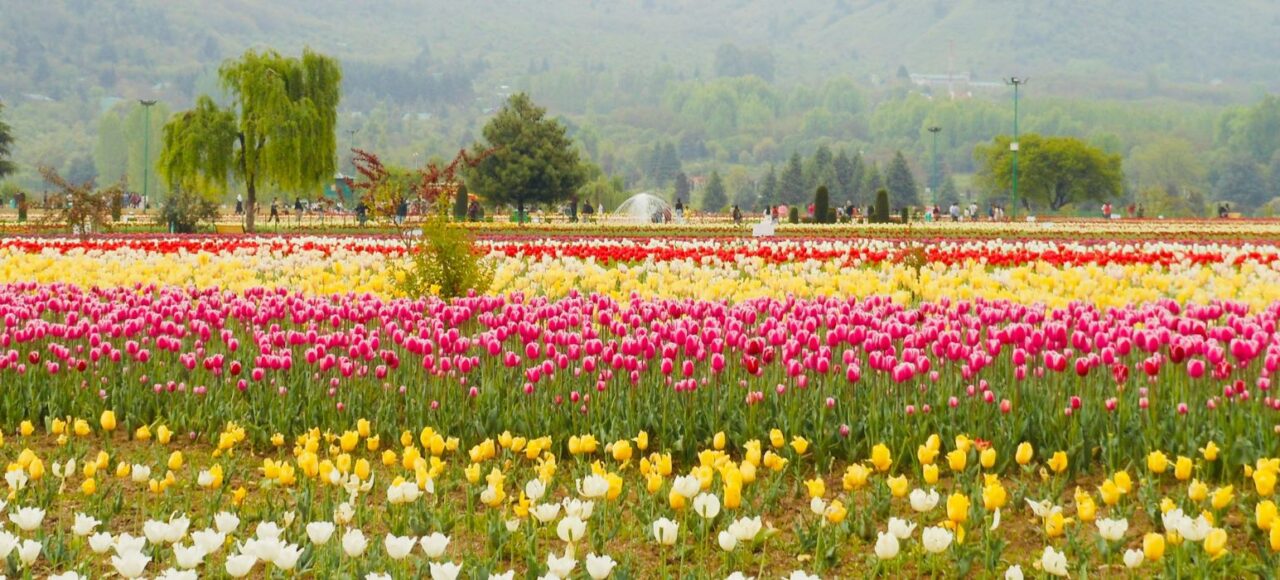 zppooppanthaadi-kashmir-tulip