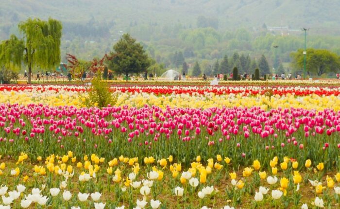 zppooppanthaadi-kashmir-tulip