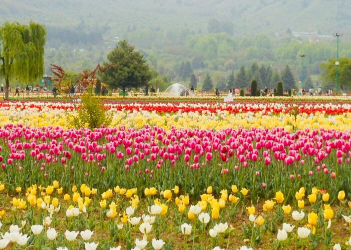 zppooppanthaadi-kashmir-tulip