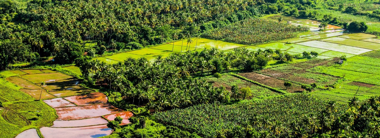 appooppanthaadi-tour-tenkasi
