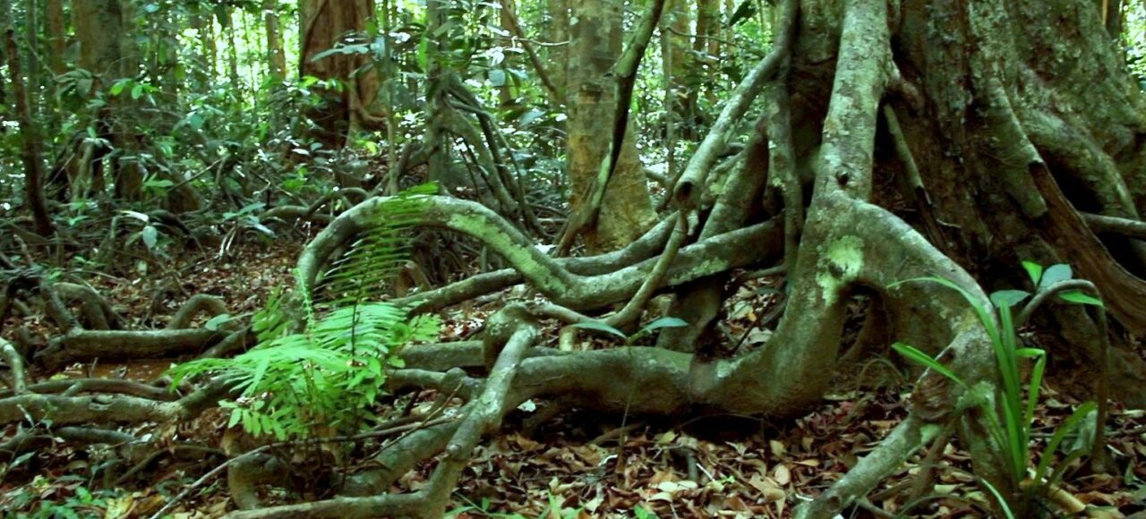 appooppanthaadi-tour-arippa