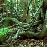 appooppanthaadi-tour-arippa