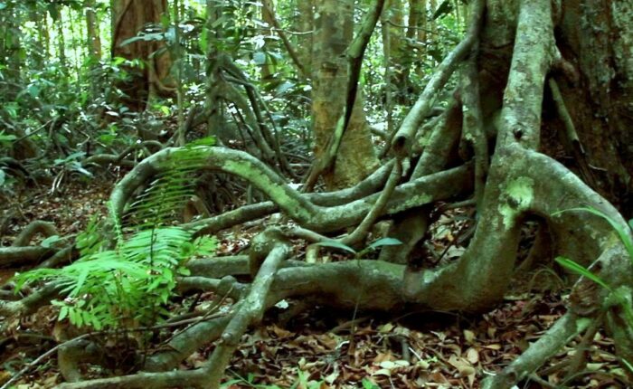 appooppanthaadi-tour-arippa