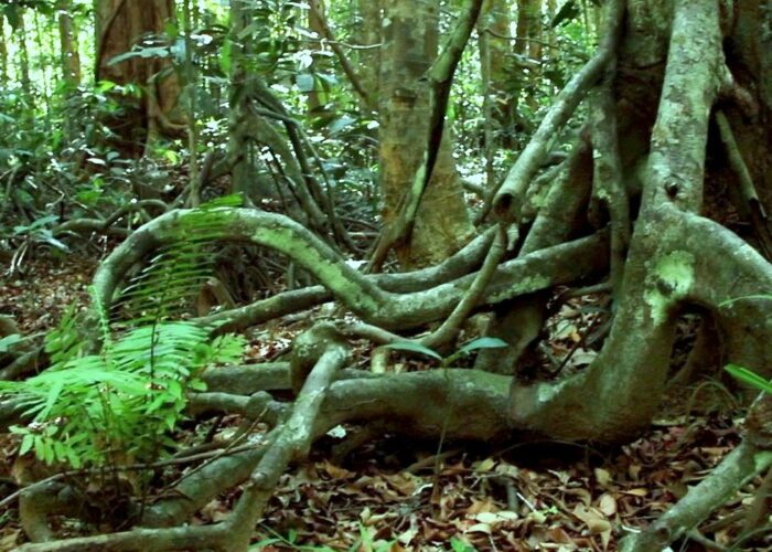 appooppanthaadi-tour-arippa